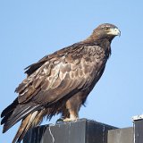 12SB6789 Red-tailed Hawk
